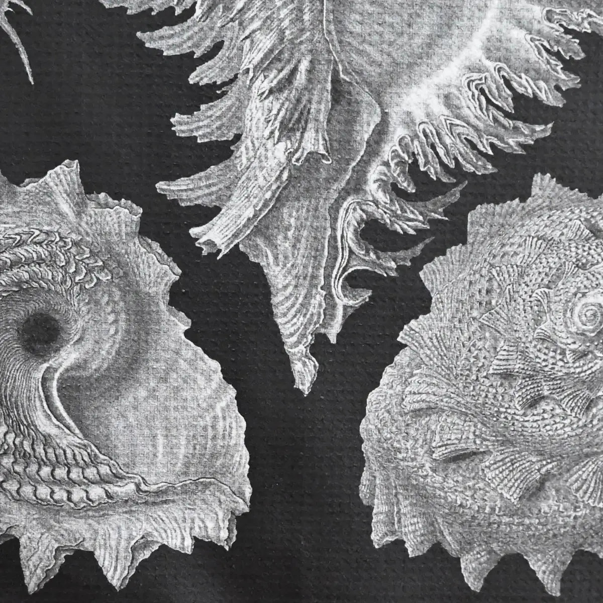 Sea Shell Tea Towel - JONESY & JONESY