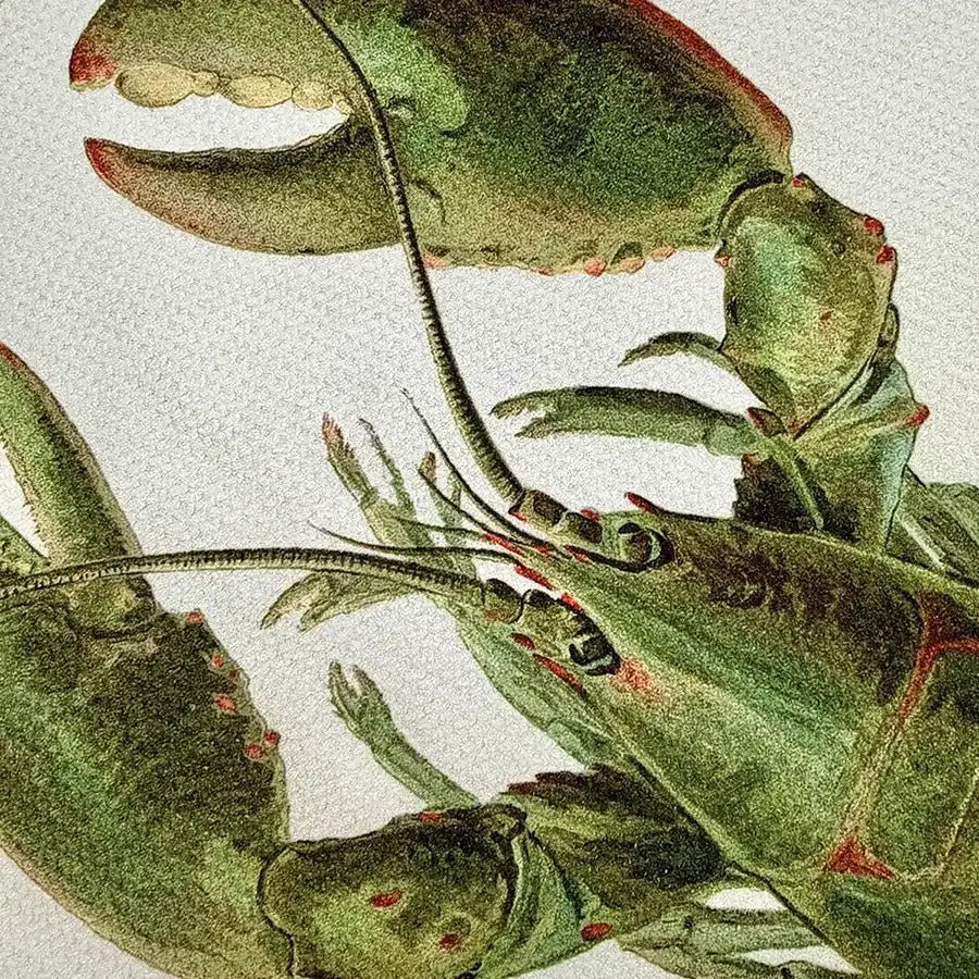 Lobster Tea Towel - JONESY & JONESY