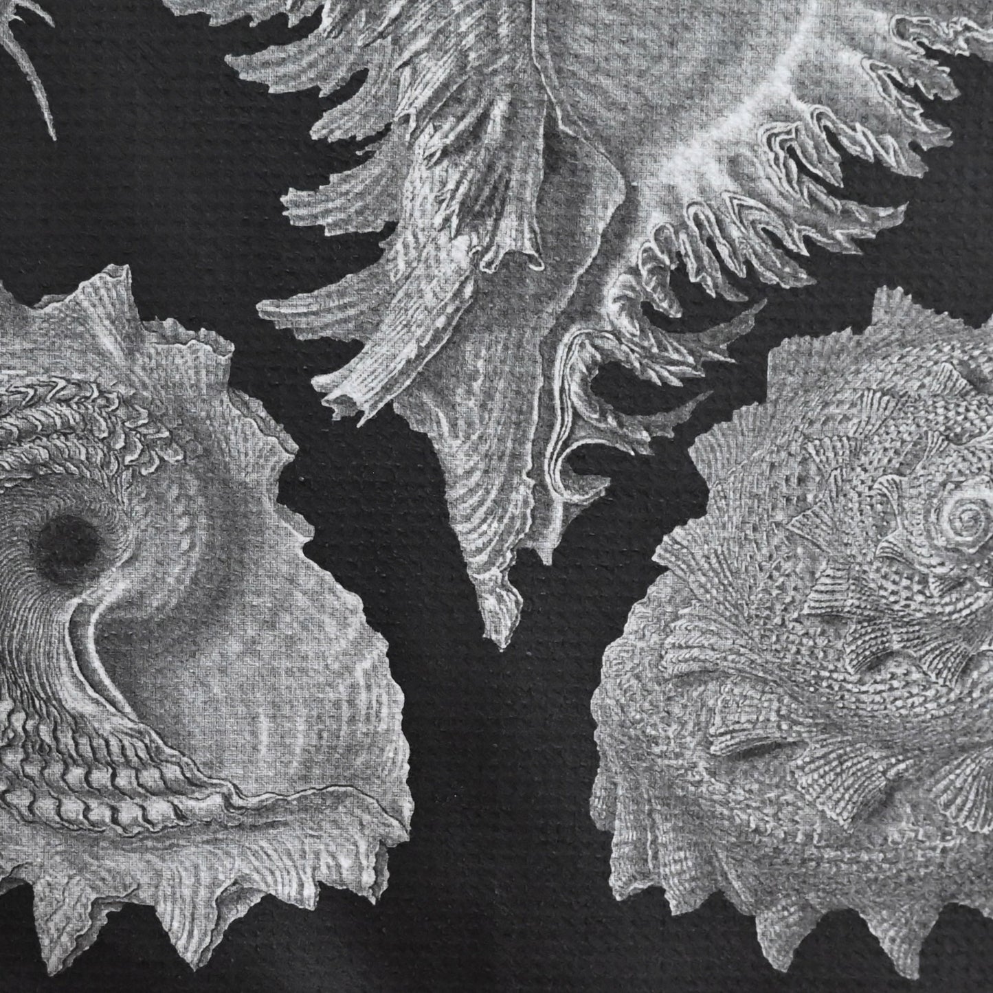 Sea Shells tea towel